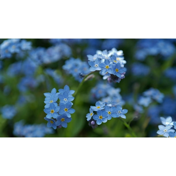 Furniture Wall Self Adhesive Stickers Cut Stick White Clear Blue Forget Me Nots Furniture Wall Self Adhesive Stickers Cut Stick White Clear Blue Forget Me Nots